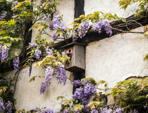 Futterhäuser für Vögel